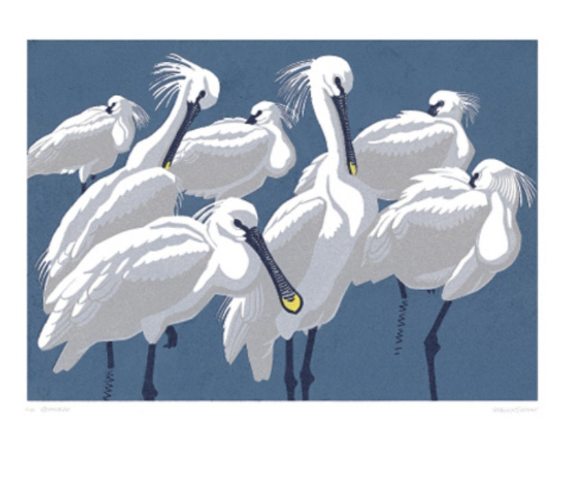 Card - Spoonbills by Richard Gillmor